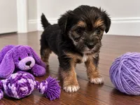 Purple boy, a male Shihpoo and Yorkshire Terrier for sale in Selmer, TN – 5 of 7