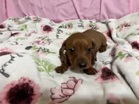 Bayley, a female Miniature Dachshund for sale in Selmer, TN – 6 of 10