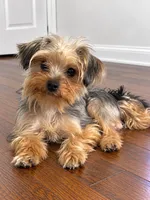 Green boy , a male Yorkshire Terrier for sale in Selmer, TN – 7 of 7