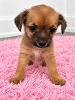 Girl , a female Chorkie for sale in Selmer, TN – 5 of 7
