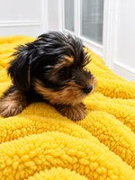 Yellow boy , a male Yorkshire Terrier for sale in Selmer, TN – 2 of 6