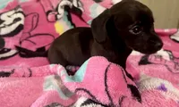 Olivia , a female Miniature Dachshund for sale in Selmer, TN – 7 of 10