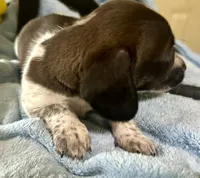 Oscar , a male Miniature Dachshund for sale in Selmer, TN – 3 of 10