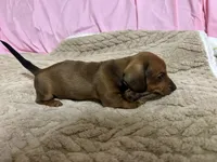 Brody, a male Miniature Dachshund for sale in Selmer, TN – 10 of 10