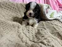 Tommy, a male Shih Tzu for sale in Selmer, TN – 6 of 10