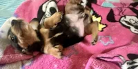 Opal, a female Miniature Dachshund for sale in Selmer, TN – 10 of 10