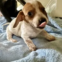Oliver , a male Miniature Dachshund for sale in Selmer, TN – 5 of 9