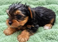 Green boy , a male Yorkshire Terrier for sale in Selmer, TN – 2 of 7