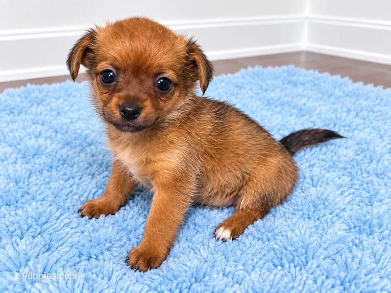 Boy  – Chorkie puppy for sale in Selmer, TN