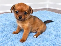 Boy , a male Chorkie for sale in Selmer, TN – 1 of 6
