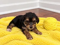 Yellow girl , a female Shihpoo and Yorkshire Terrier for sale in Selmer, TN – 4 of 6