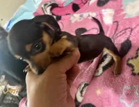 Olive , a female Miniature Dachshund for sale in Selmer, TN – 8 of 10