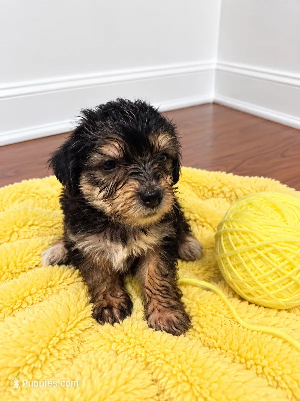 Yellow girl  – Shihpoo, Yorkshire Terrier puppy for sale in Selmer, TN