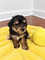 Yellow girl , a female Shihpoo and Yorkshire Terrier for sale in Selmer, TN – 1 of 6