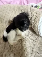 Timmy, a male Shih Tzu for sale in Selmer, TN – 8 of 10
