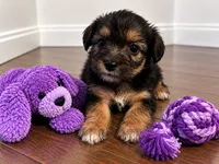 Purple boy, a male Shihpoo and Yorkshire Terrier for sale in Selmer, TN – 3 of 7