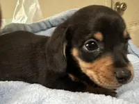 Otto, a male Miniature Dachshund for sale in Selmer, TN – 2 of 10