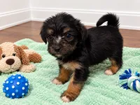 Green boy , a male Shihpoo and Yorkshire Terrier for sale in Selmer, TN – 3 of 6