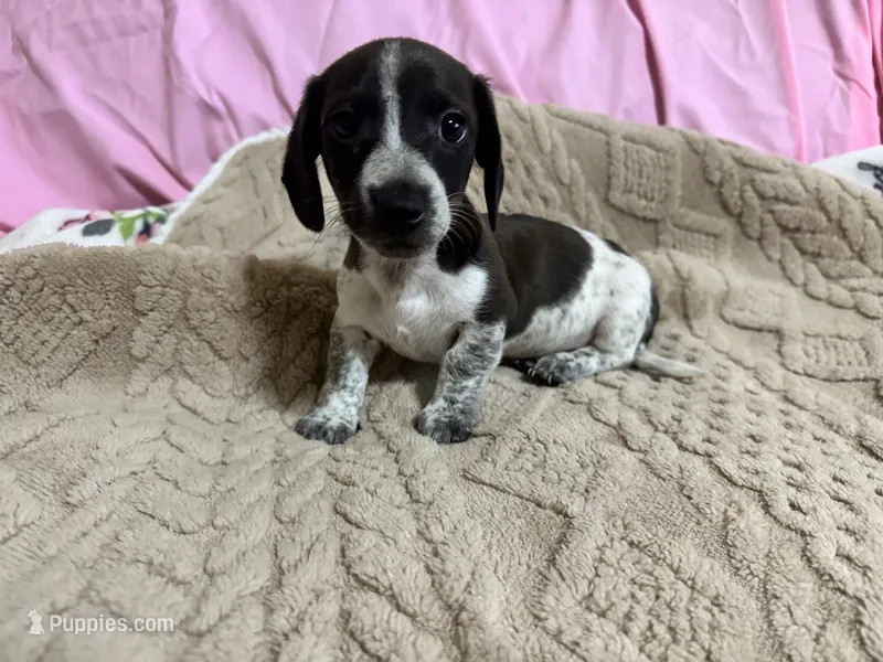 Oscar  – Miniature Dachshund puppy for sale in Selmer, TN