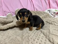 Benji , a male Miniature Dachshund for sale in Selmer, TN – 10 of 10