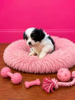 Shorkie girl , a female Shih Tzu and Yorkshire Terrier for sale in Selmer, TN – 7 of 7