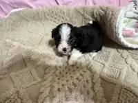 Tommy, a male Shih Tzu for sale in Selmer, TN – 10 of 10