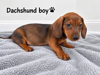 gray boy Dachshund , a male Miniature Dachshund for sale in Selmer, TN – 2 of 5