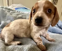 Oliver , a male Miniature Dachshund for sale in Selmer, TN – 8 of 9