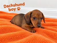 Orange boy Dachshund , a male Miniature Dachshund for sale in Selmer, TN – 2 of 5