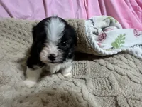 Tommy, a male Shih Tzu for sale in Selmer, TN – 5 of 10