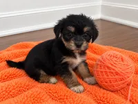 Orange girl , a female Shihpoo and Yorkshire Terrier for sale in Selmer, TN – 2 of 6