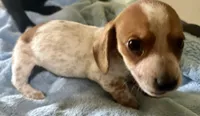 Oliver , a male Miniature Dachshund for sale in Selmer, TN – 2 of 9