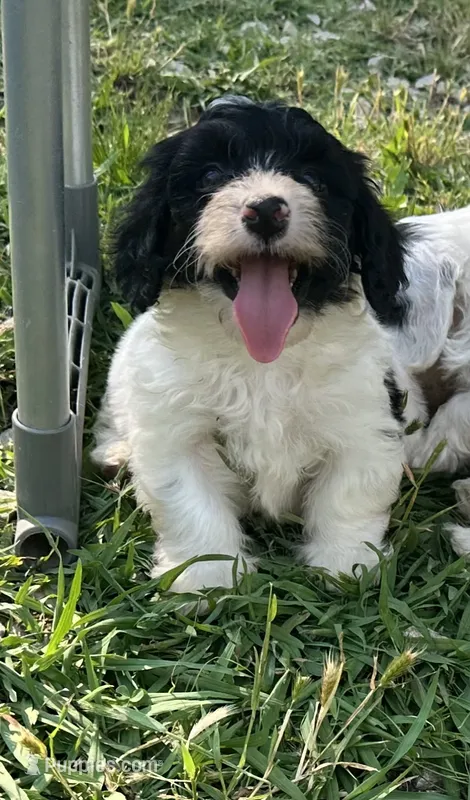 Mask  – Doxiepoo puppy for sale in Selmer, TN
