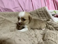 Titan, a male Shih Tzu for sale in Selmer, TN – 8 of 10