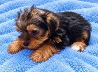 Blue boy , a male Yorkshire Terrier for sale in Selmer, TN – 3 of 7