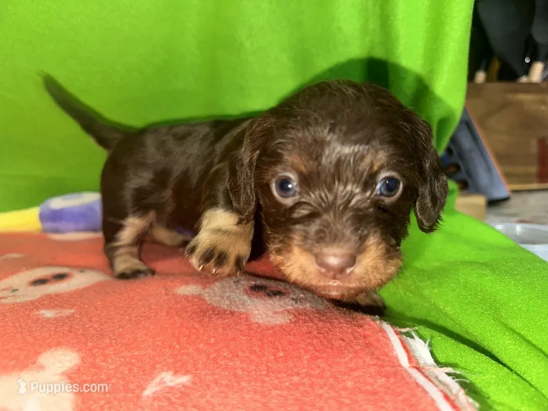 Girl 9 , a female Shih Tzu and Miniature Dachshund for sale in Selmer, TN – Photo 1 of 7