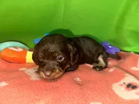 Girl 9 , a female Shih Tzu and Miniature Dachshund for sale in Selmer, TN – Photo 4 of 7