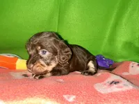 Girl 9 , a female Shih Tzu and Miniature Dachshund for sale in Selmer, TN – Photo 6 of 7