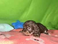 Girl 9 , a female Shih Tzu and Miniature Dachshund for sale in Selmer, TN – Photo 7 of 7