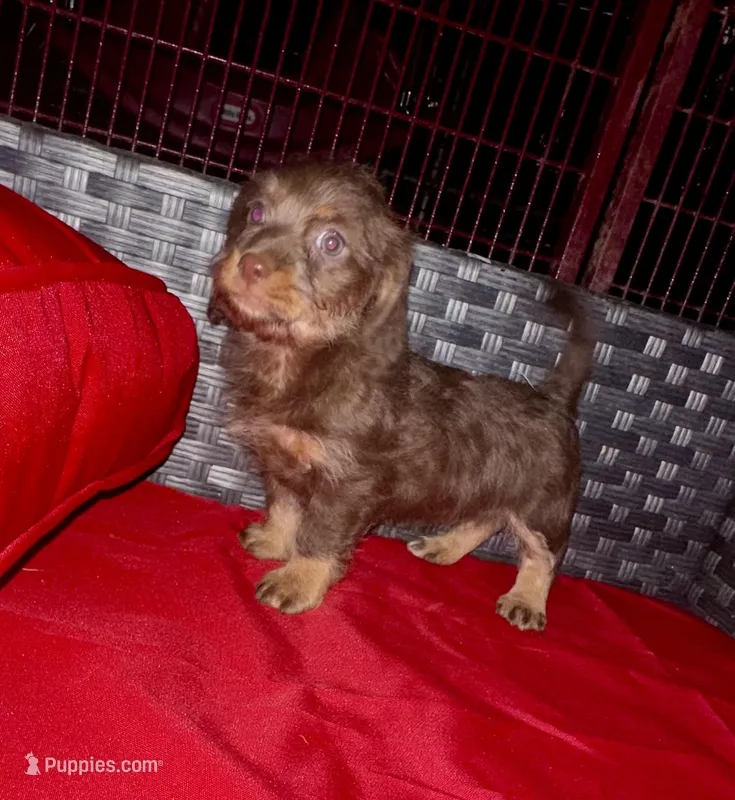 Girl 9  – Shih Tzu, Miniature Dachshund puppy for sale in Selmer, TN