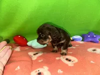 Girl 9 , a female Shih Tzu and Miniature Dachshund for sale in Selmer, TN – Photo 5 of 7