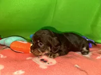 Girl 9 , a female Shih Tzu and Miniature Dachshund for sale in Selmer, TN – Photo 3 of 7
