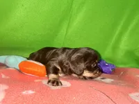 Girl 9 , a female Shih Tzu and Miniature Dachshund for sale in Selmer, TN – Photo 2 of 7