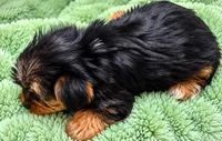 Green boy , a male Yorkshire Terrier for sale in Selmer, TN – 5 of 7