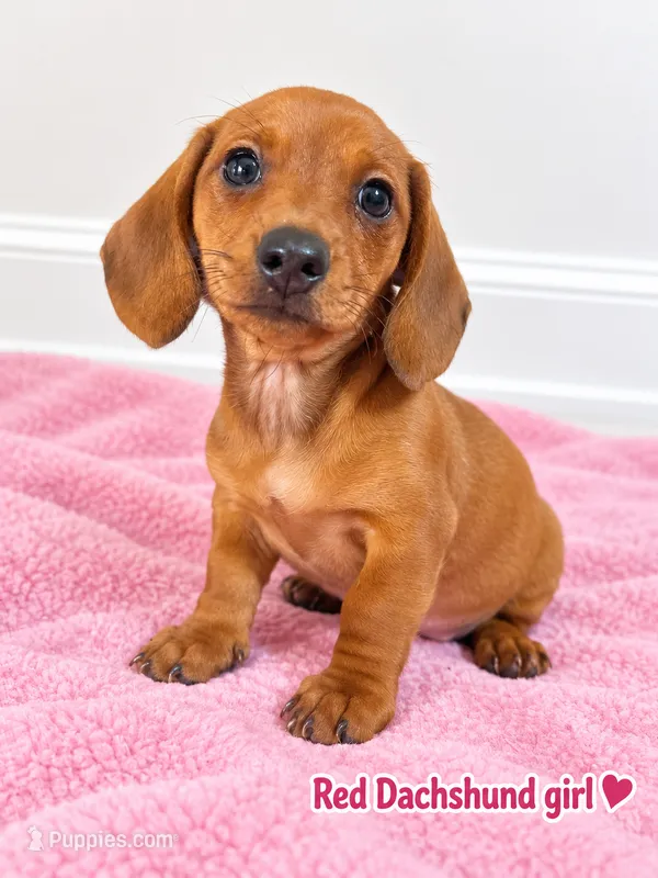 Female dachshund  – Miniature Dachshund puppy on hold in Selmer, TN