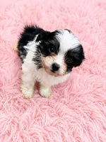 Shorkie girl , a female Shih Tzu and Yorkshire Terrier for sale in Selmer, TN – 3 of 7