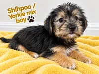 Yellow boy , a male Shihpoo and Yorkshire Terrier for sale in Selmer, TN – 3 of 5