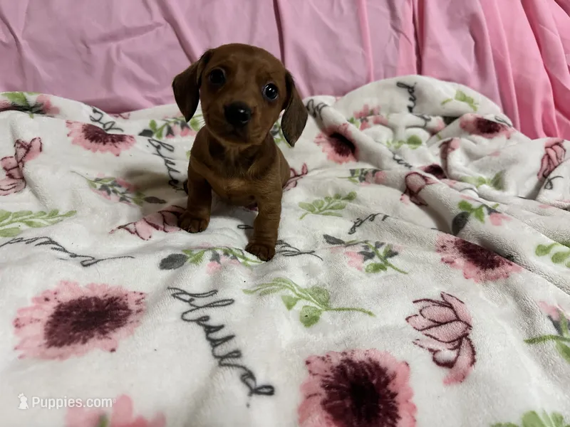 Bayley – Miniature Dachshund puppy for sale in Selmer, TN