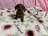 Bayley, a female Miniature Dachshund for sale in Selmer, TN – 1 of 10