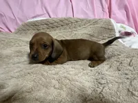 Brody, a male Miniature Dachshund for sale in Selmer, TN – 2 of 10